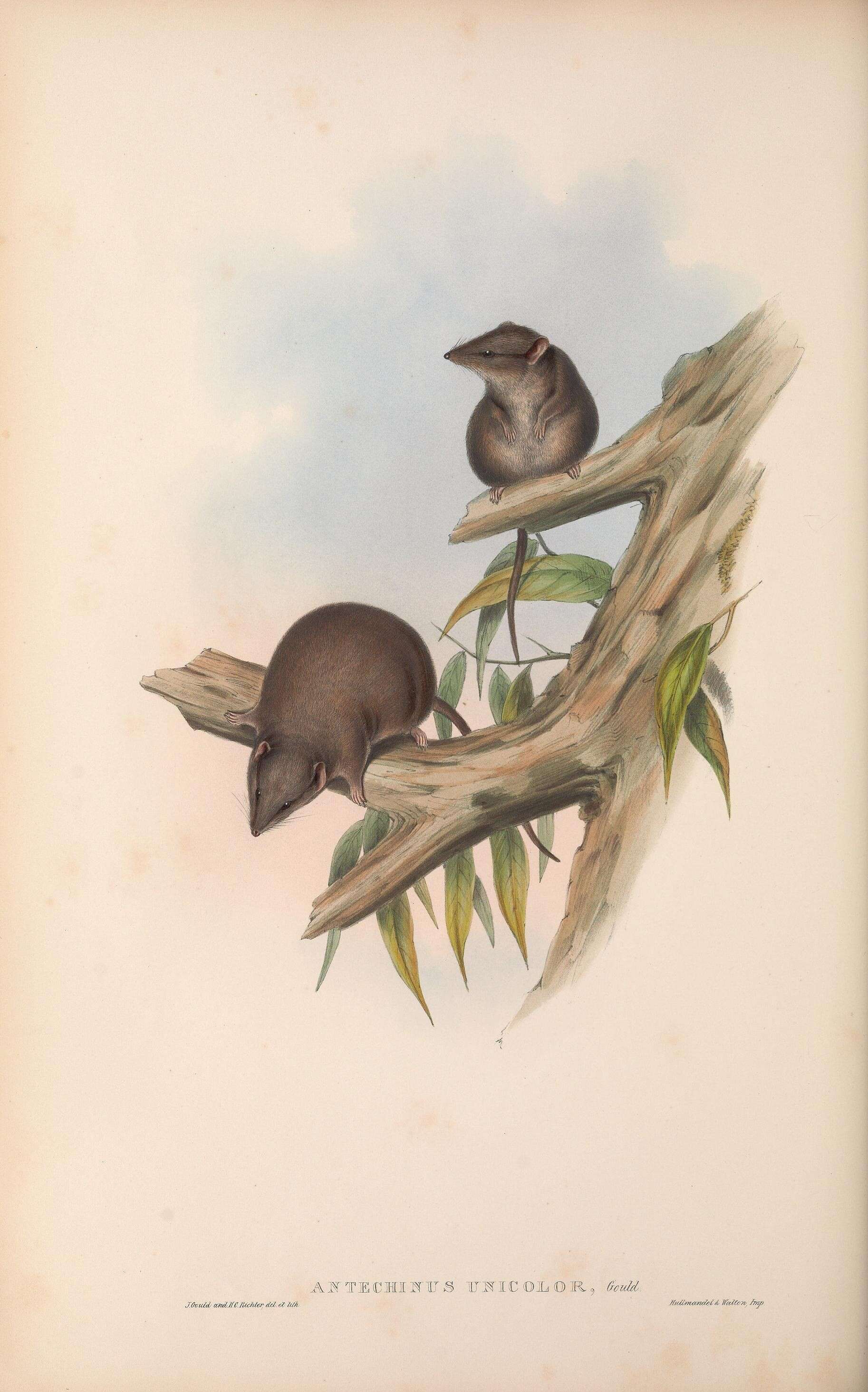 Imagem de Antechinus Macleay 1841