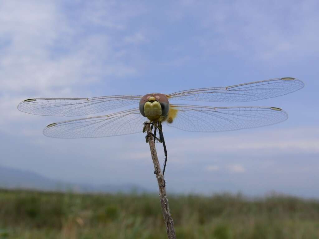 Image of Sympetrum Newman 1833