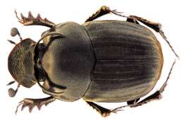 Image of Onthophagus falcifer Harold 1880