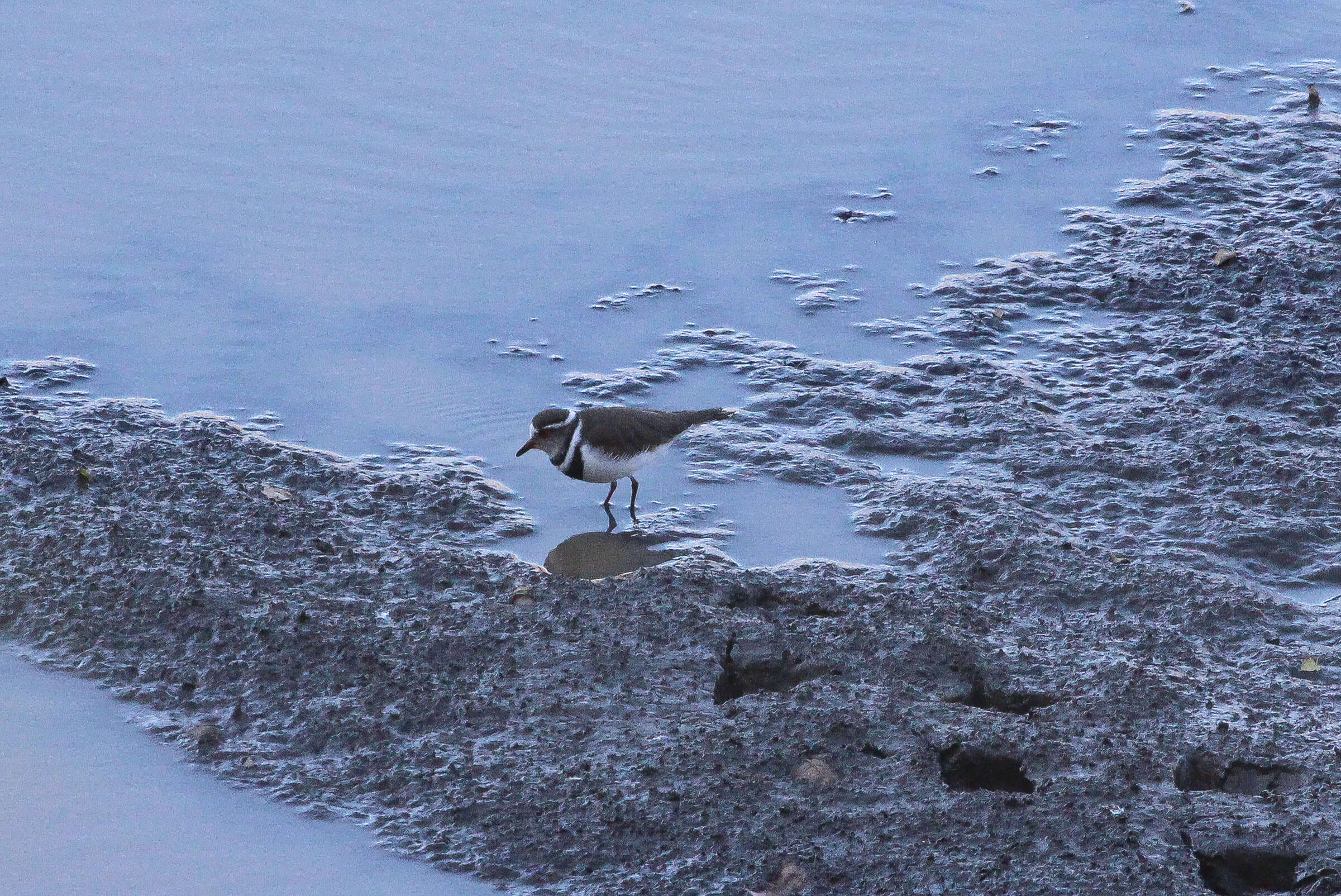 Image of African Three-banded Plover