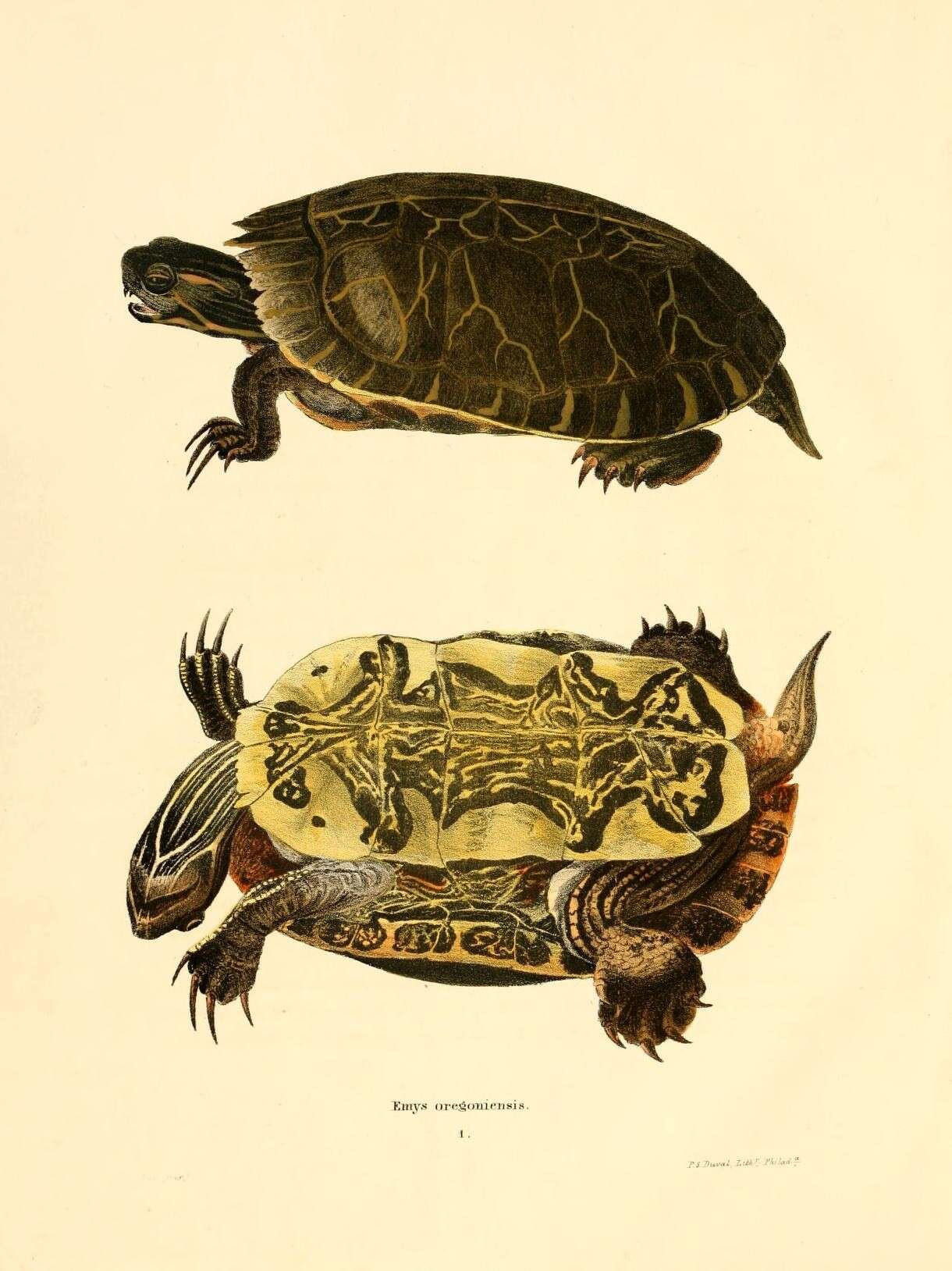 Image of Eastern Painted Turtle