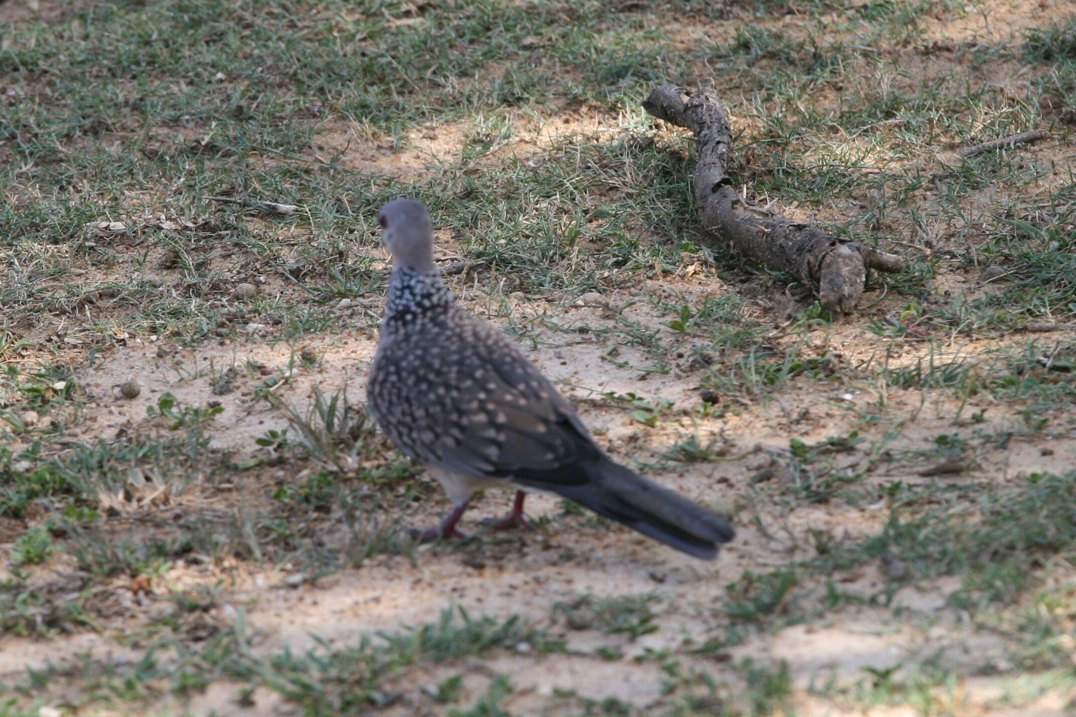 Image of spotted dove