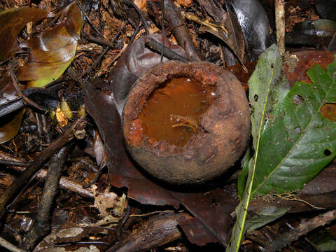 Pouteria laevigata (Mart.) Radlk. resmi