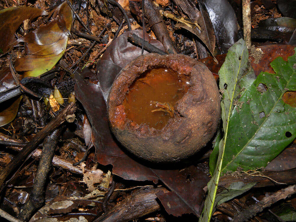 Pouteria laevigata (Mart.) Radlk. resmi