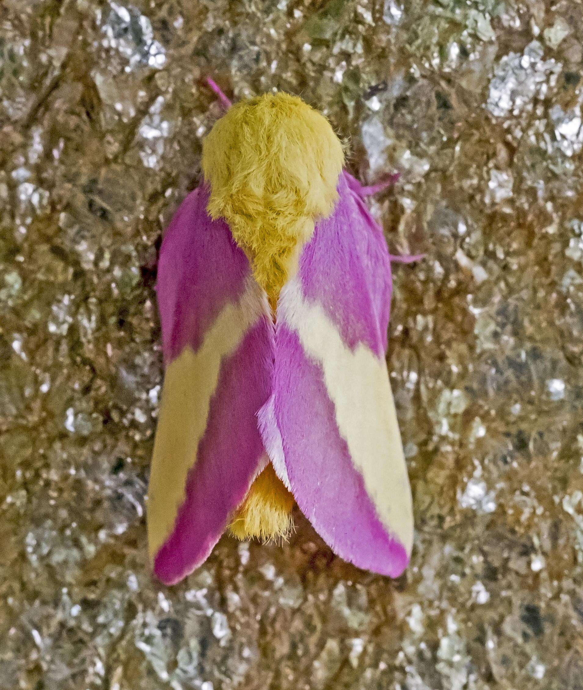 Rosy Maple Moth - Encyclopedia of Life