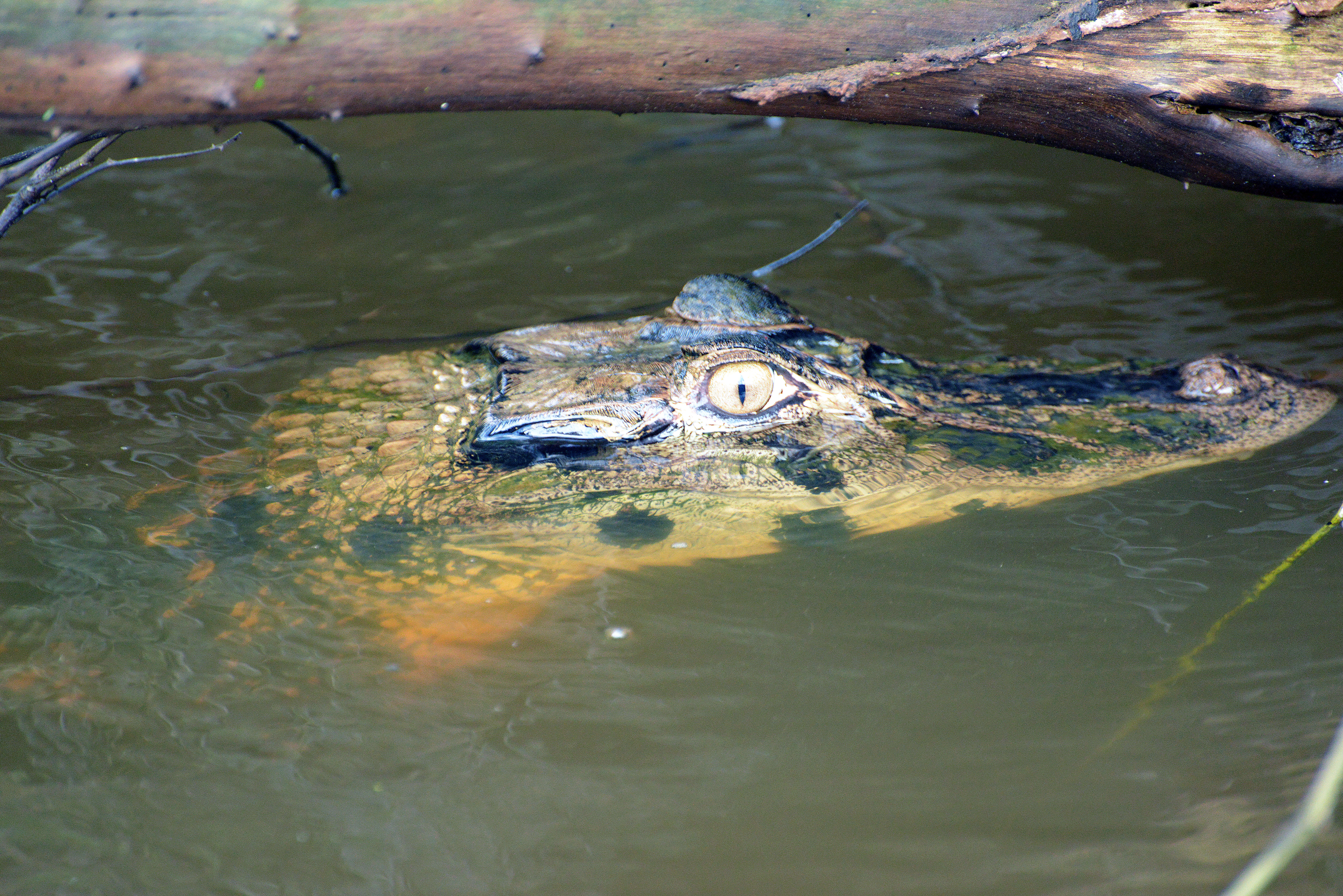 Image of Caimans