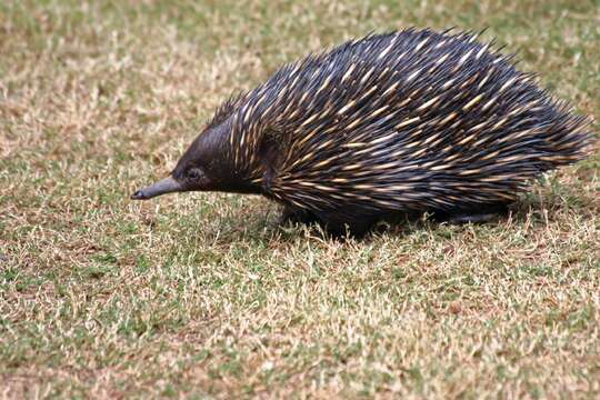 Image of Short-beaked Echidnas