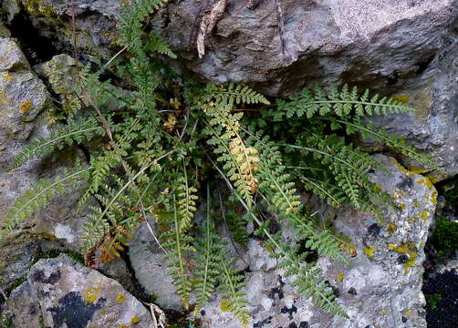 Image of Asplenium fontanum (L.) Bernh.