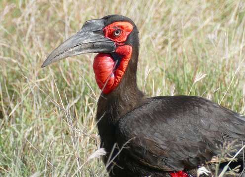 Imagem de Bucorvus leadbeateri (Vigors 1825)