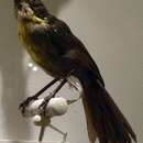 Image of Bolivian Brush Finch