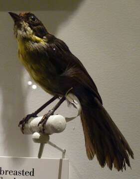 Image of Bolivian Brush Finch