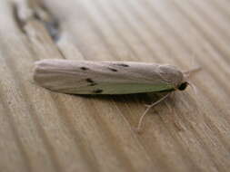 Image of dotted footman