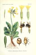 Image of cowslip