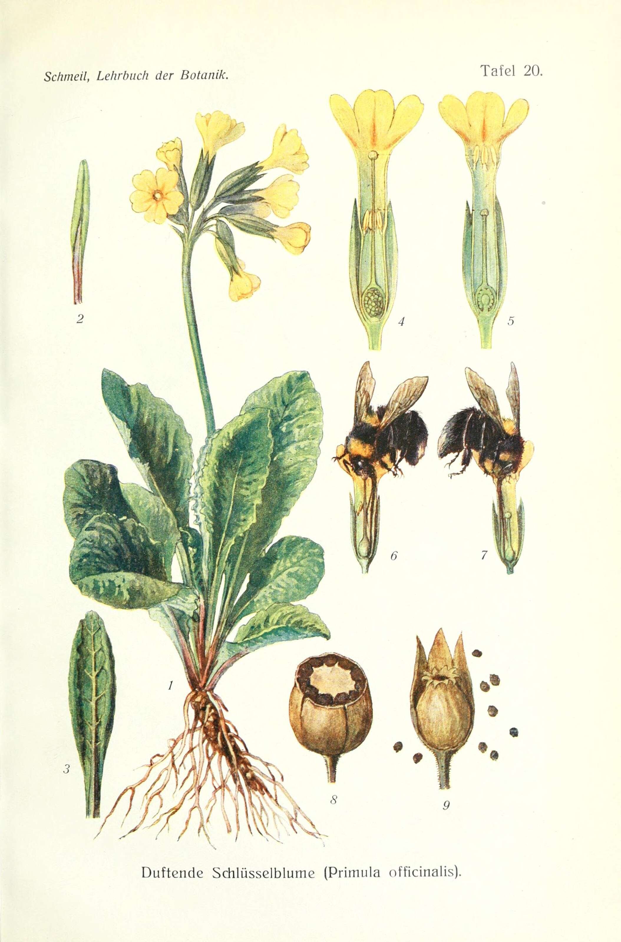 Image of cowslip