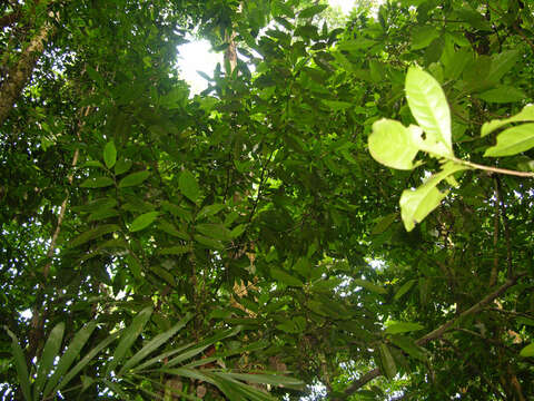 Image of Mosannona costaricensis (R. E. Fr.) Chatrou