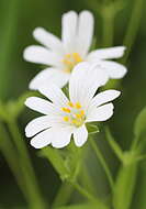 Image of mouse-ear chickweed