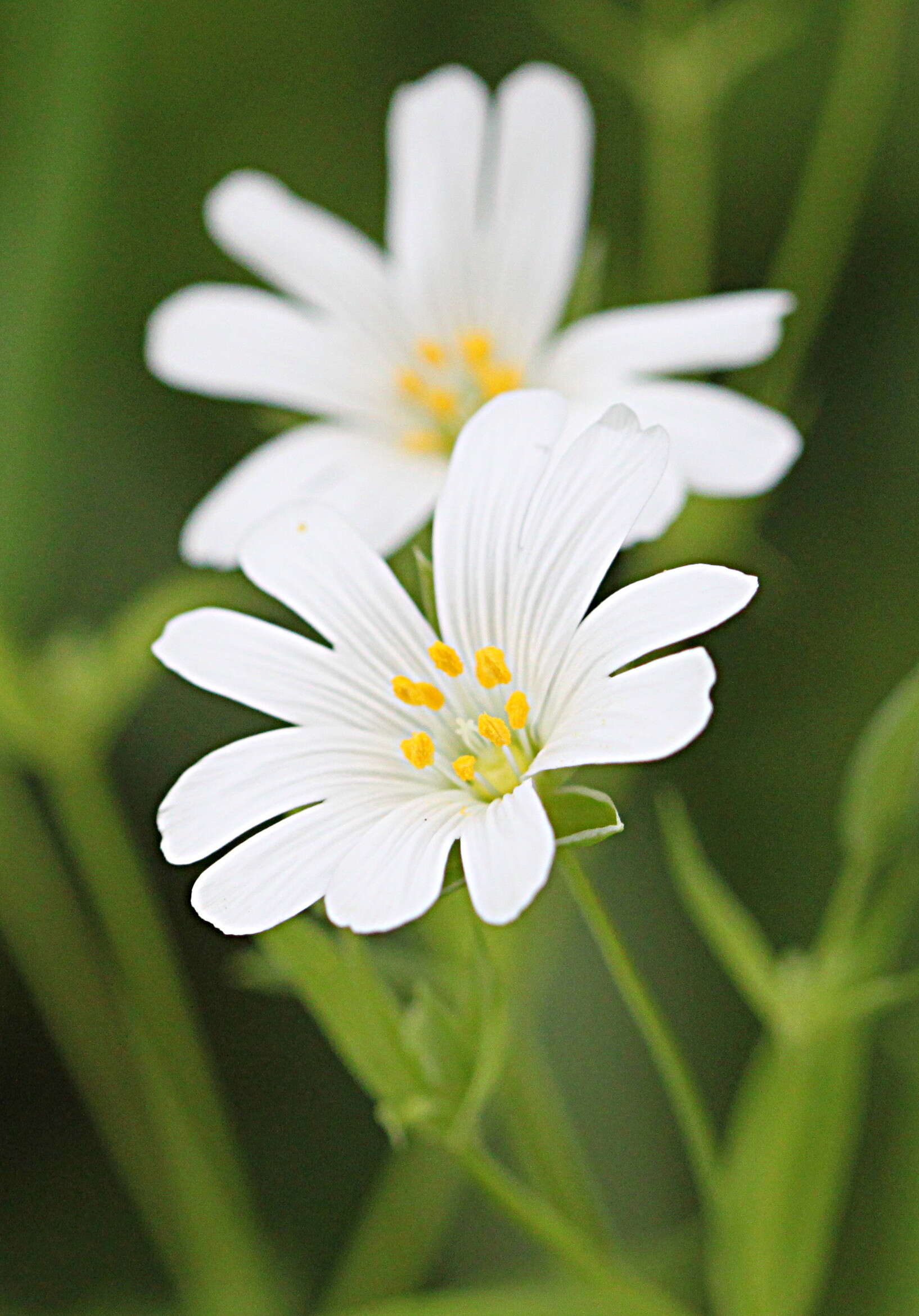 Image of mouse-ear chickweed