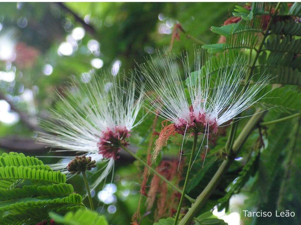 Слика од Albizia