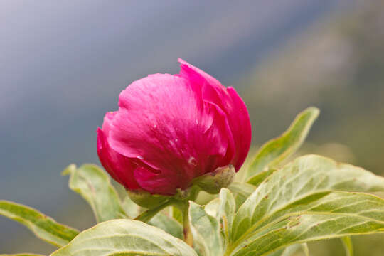 Image of peony