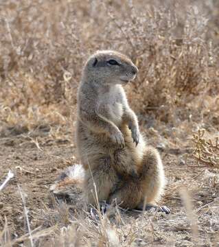 Слика од Xerus subgen. Geosciurus Smith 1834