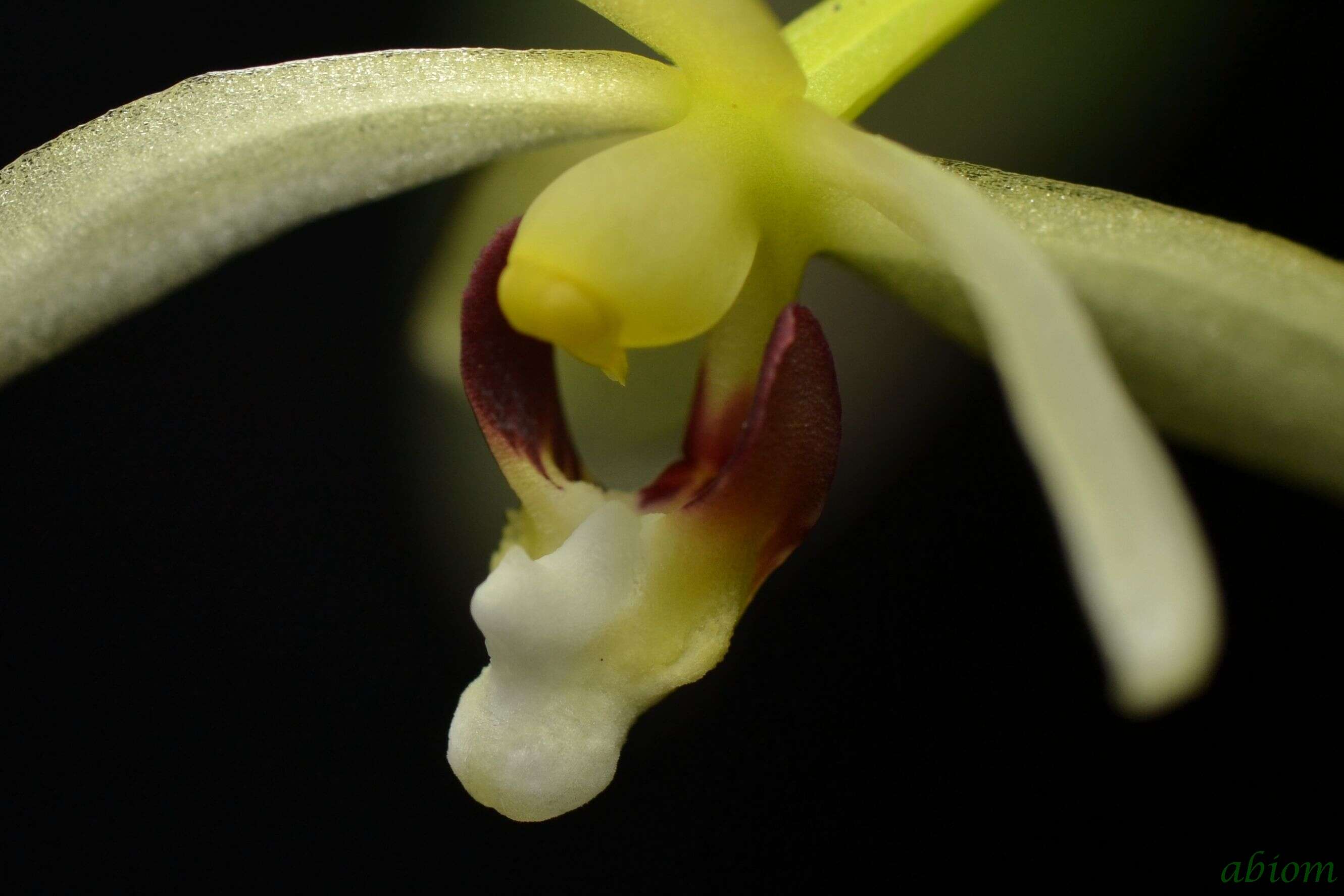 Image de Brachypeza pallida (Blume) Kocyan & Schuit.