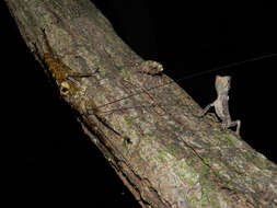 Image of helmet lizards