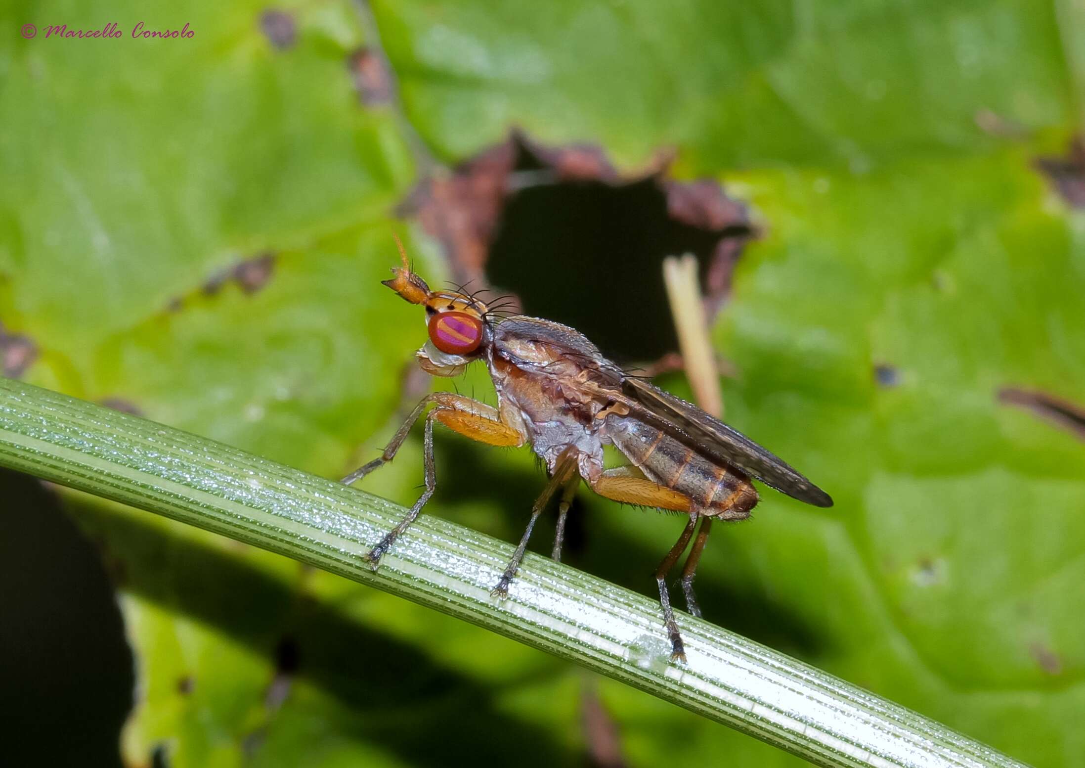 Image of Limnia unguicornis (Scopoli 1763)