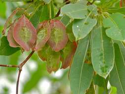 Image of tropical almond