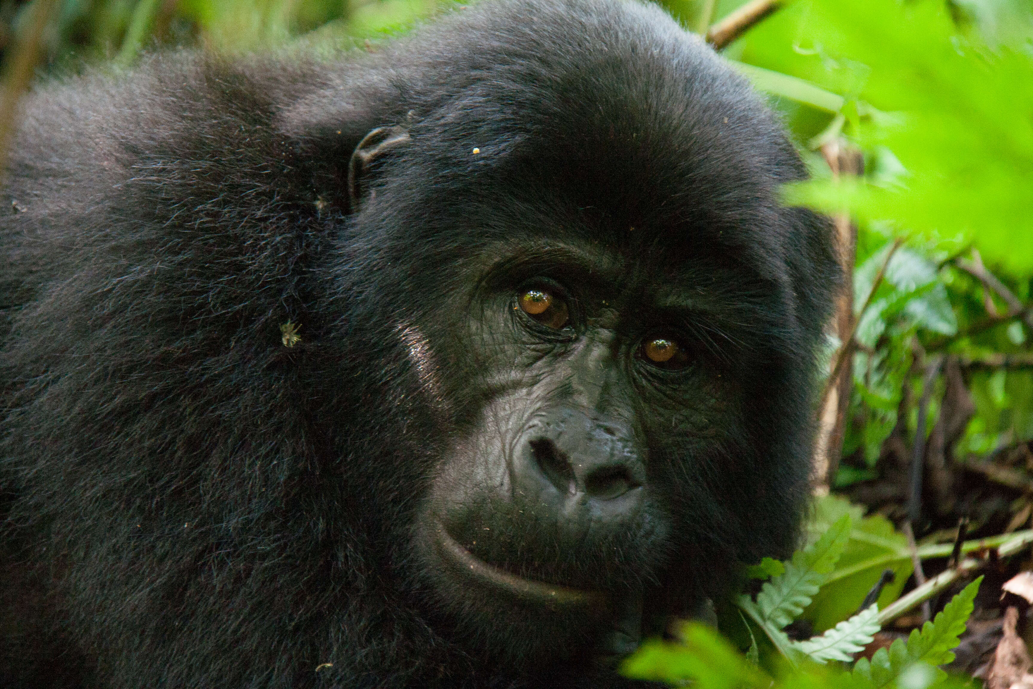 Image of Eastern Gorilla
