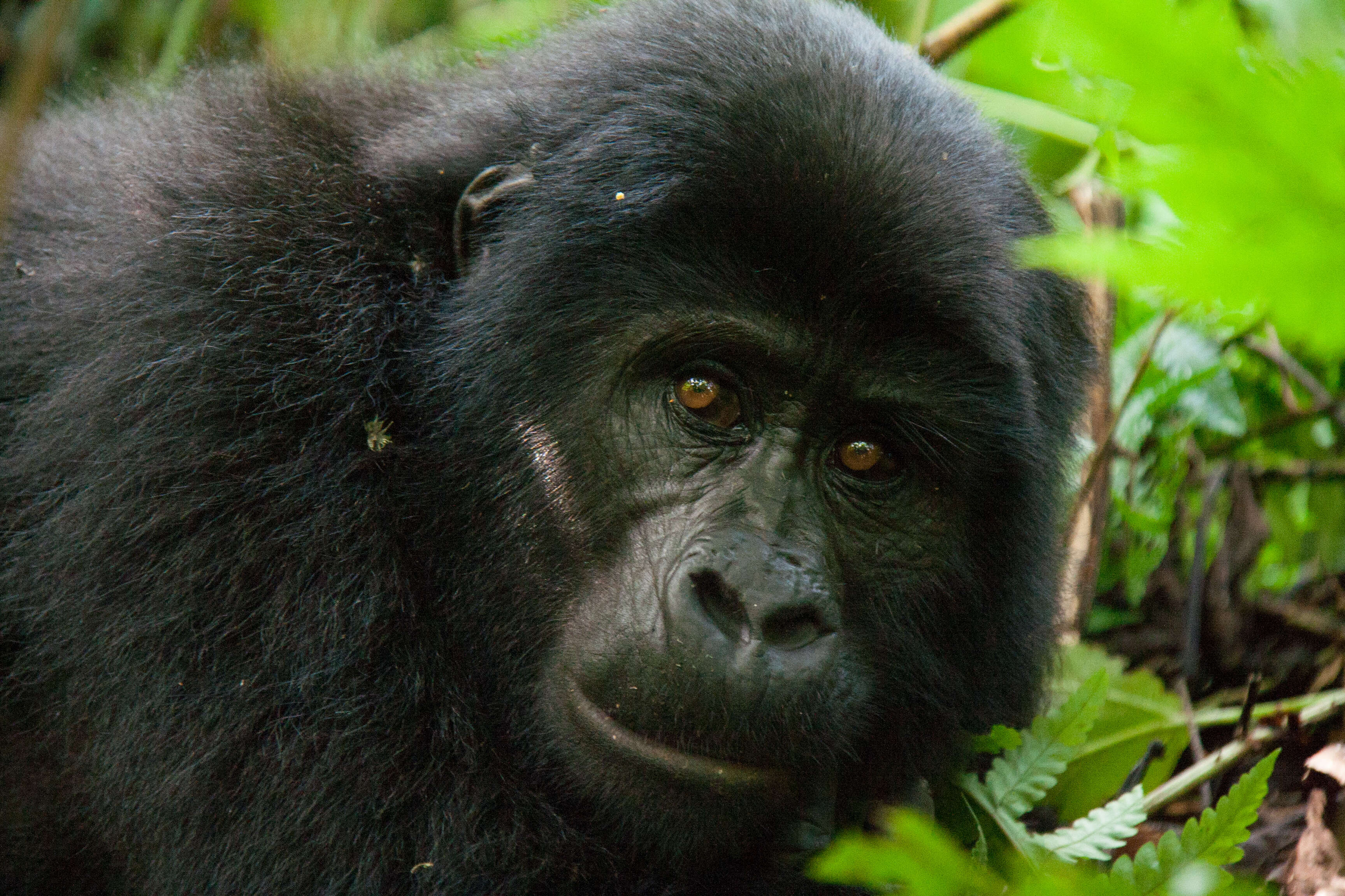 Image of Mountain Gorilla