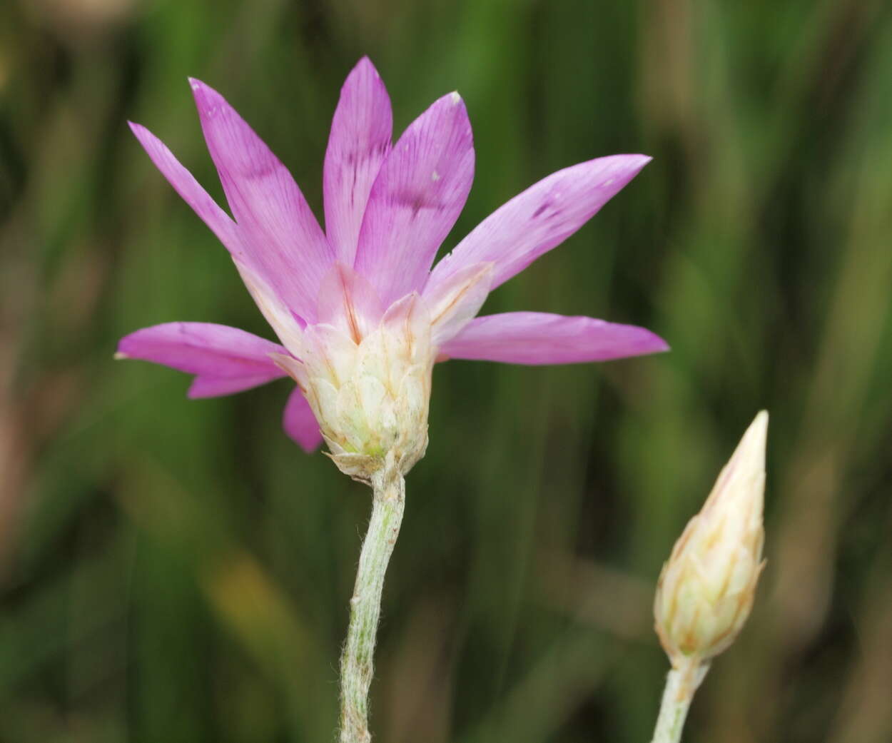 Xeranthemum annuum L. resmi