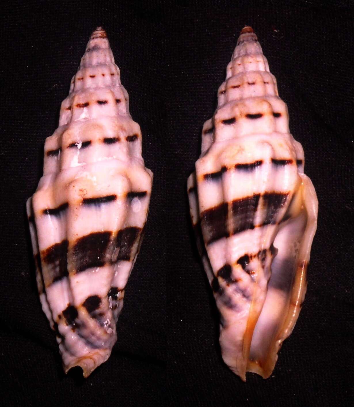 Image of Turbinelloidea Rafinesque 1815