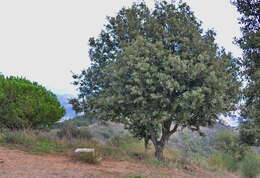 Image of Holm Oak
