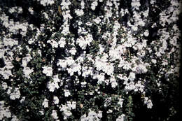Image of Mint bush
