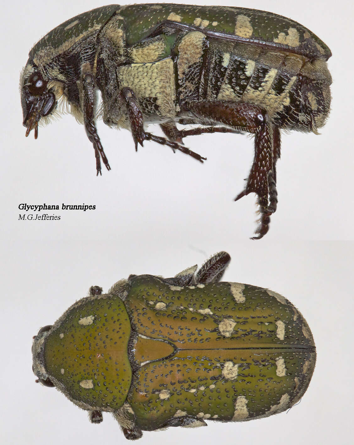 Image of Glycyphana (Glycyphaniola) brunnipes (Kirby 1818)