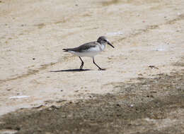 Image of Calidris Merrem 1804