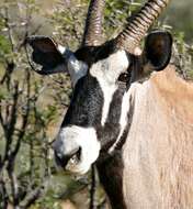 Image of Gemsbok