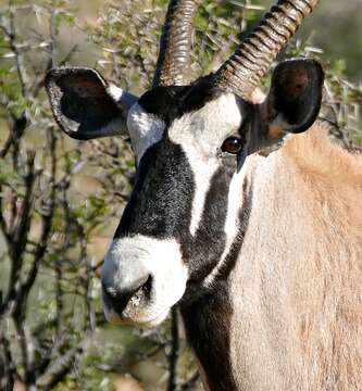 Image of Gemsbok