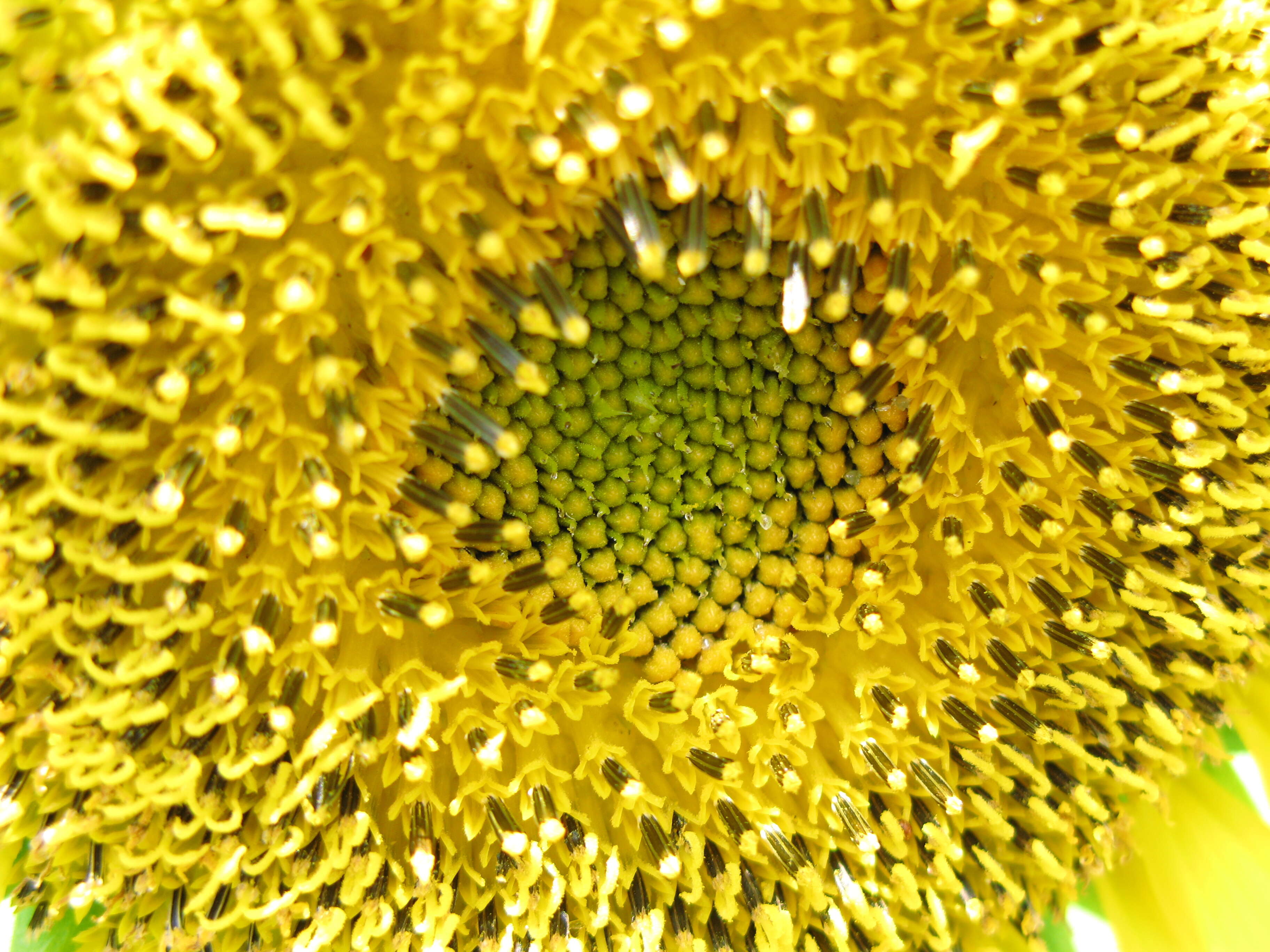 Image of common sunflower