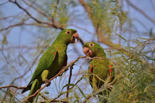 Image of Aratinga leucophthalma