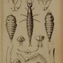 Image of Colymbetes fuscus (Linnaeus 1758)