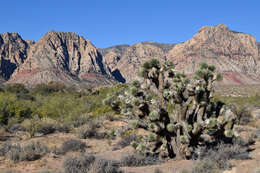 Image of yucca