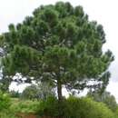 Image de Pinus latteri Mason