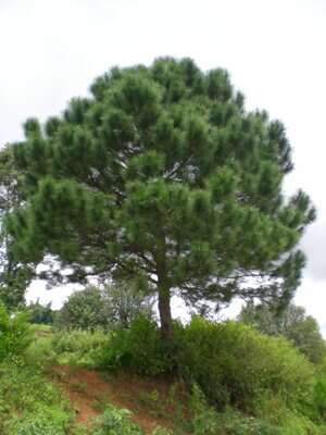 Sivun Pinus latteri Mason kuva