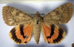 Image of erebid moths