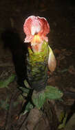 Image of Costus amazonicus (Loes.) J. F. Macbr.