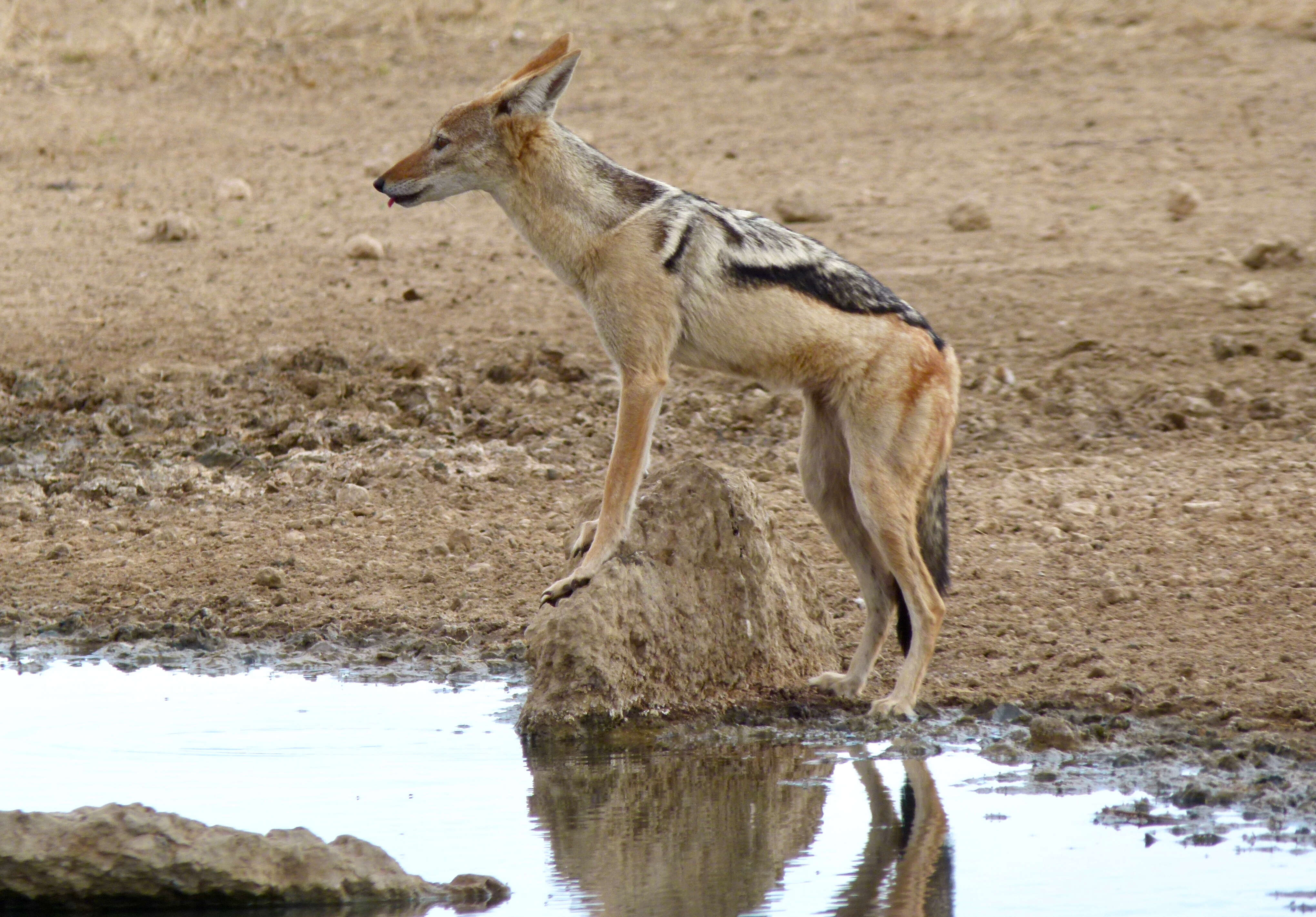 Image of coyote