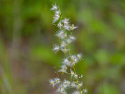 Image of Creeping Molasses Grass