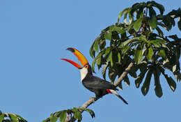 Image of Toucan Sp.