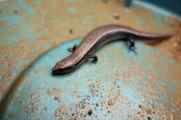 Image of Ryukyu short-legged skink